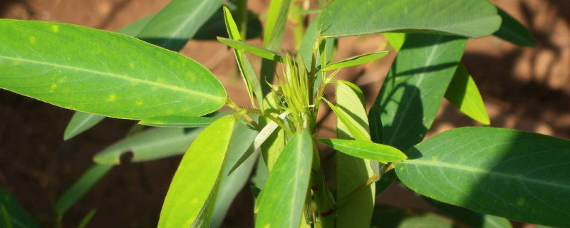 跳舞草是不是毒品原植物（跳舞草是一种毒品吗）