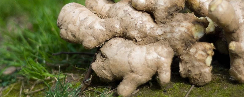 生姜如何种植方法 生姜怎么种植方法