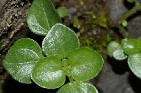 石油菜（石油菜草药图片）