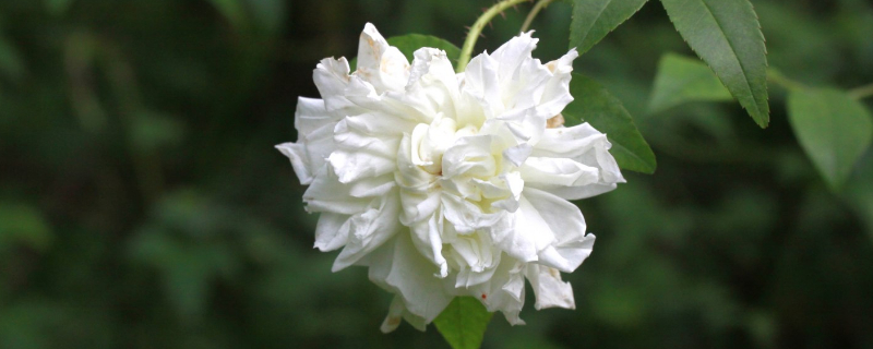 白木香一年开几次花（白色木香花一年开几次）