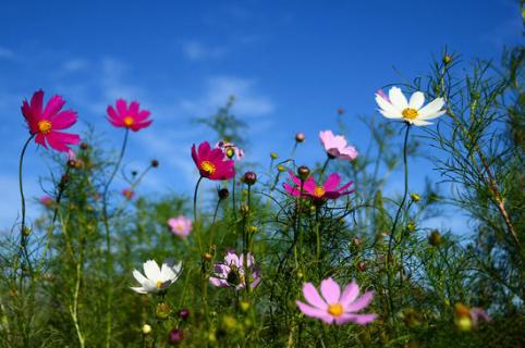 格桑花又叫什么花