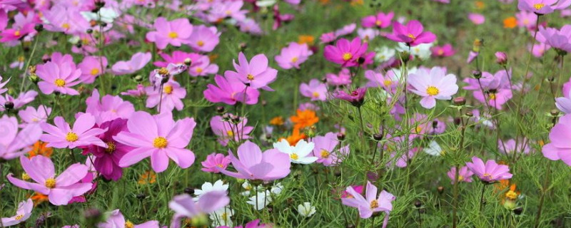 格桑花花语和寓意