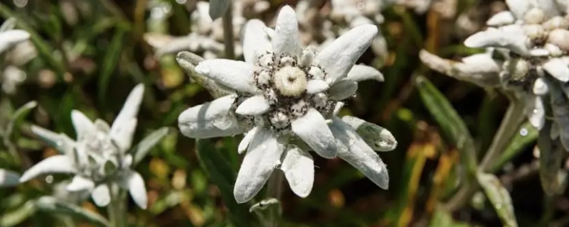 雪绒花的寓意（雪绒花的寓意和象征）