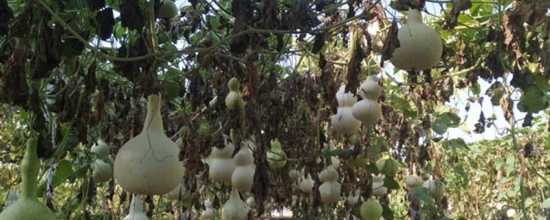 葫芦种子怎么催芽和种植 葫芦籽怎么催芽,葫芦种子催芽方法