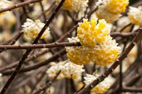 结香花的叶子是什么时候长出来的