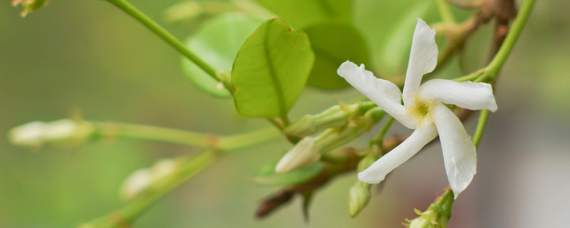 盘龙香花香有毒吗