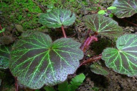 虎耳草怎么吃治荨麻疹