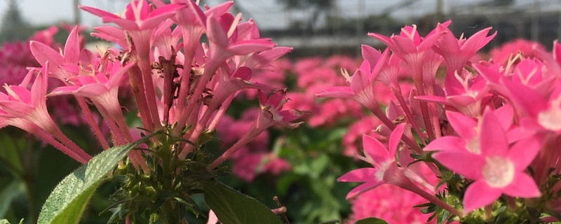 繁星花叶子发黄干枯 繁星花叶尖干枯是什么原因