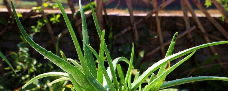 芦荟需要浇水吗 移栽芦荟需要浇水吗