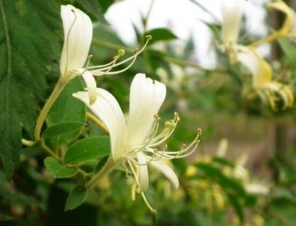 金银花茶怎么泡，金银花蜂蜜水最简单/清热解毒又润肺通便