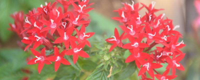 繁星花怎么越冬（繁星花怎么过冬）