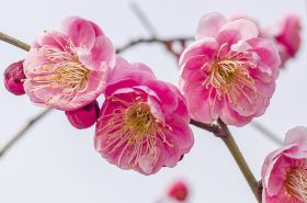 阳桃花（阳桃花花语）