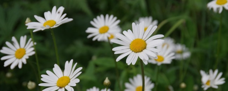 小雏菊和洋甘菊区别（洋甘菊）