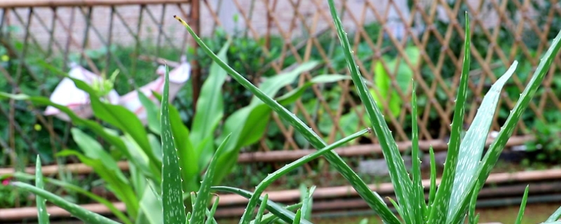 芦荟耐寒吗（芦荟耐寒还是耐热）