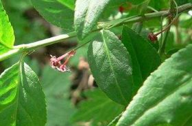 八宝茶的功效与作用,八宝茶是什么,八宝茶的功效