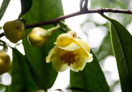 植物界“大熊猫”——金花茶