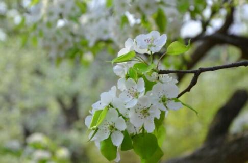 花期中的梨花