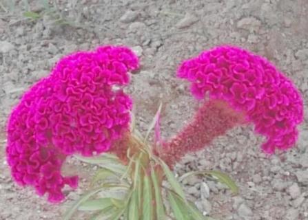 鸡冠花怎么浇水，一年四季浇水方法/夏季每天灌水