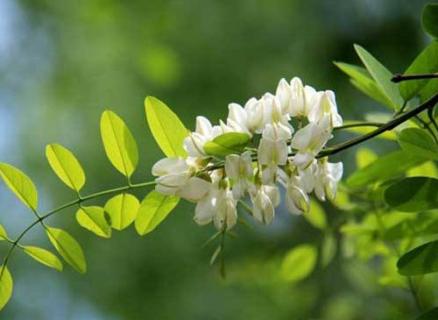 香花槐叶子发黄怎么办