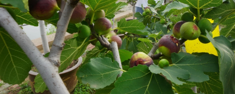 无花果树怕冻吗（无花果树怕冻吗?在北方可以种吗）