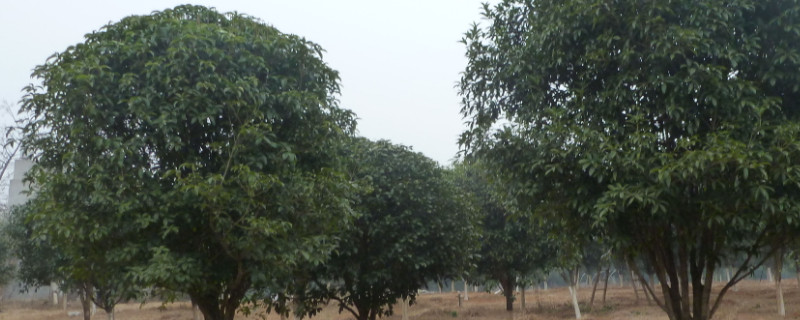 桂花树种植方法和时间 桂花树什么时候移栽最好