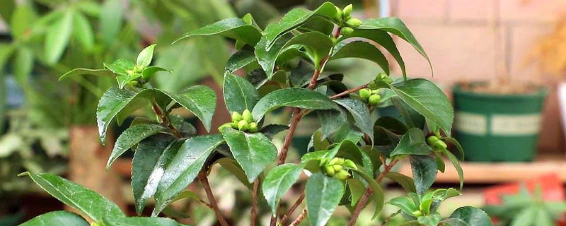 山茶花叶子变褐色干枯脱落原因（山茶花叶子干枯掉落怎么挽救）