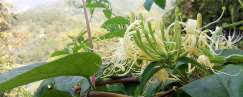 野生金银花与种植金银花的区别