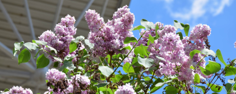 八瓣丁香花的含义（八瓣丁香花的真正含义）