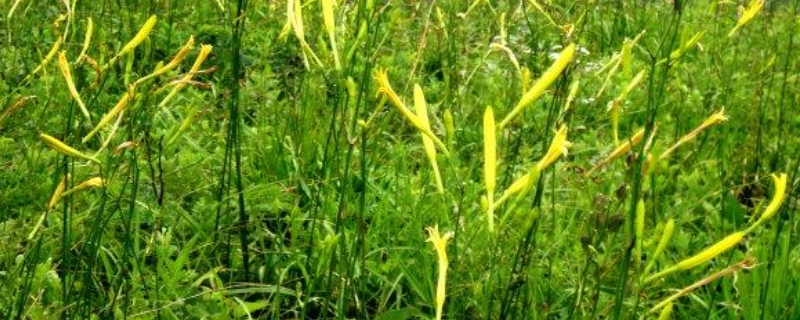 黄花菜种植时间是几月份