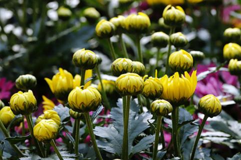 菊花叶子发黄干枯咋回事