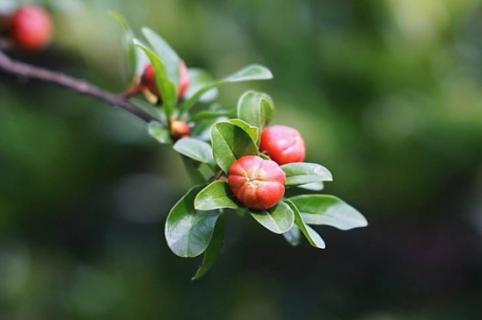 石榴花春天怎么养，浇水保湿并追施氮肥