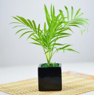 12种室内观叶植物常见病虫害防治