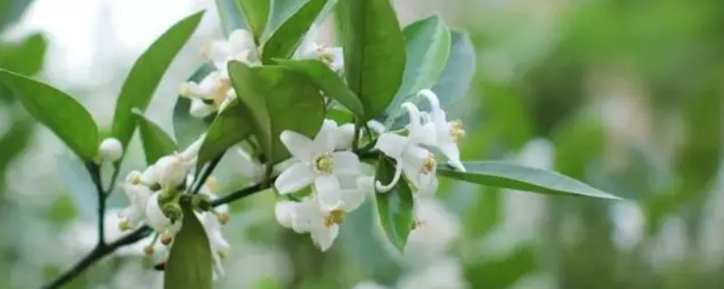 橙花瑞香为什么难养 橙黄瑞香花怎么养