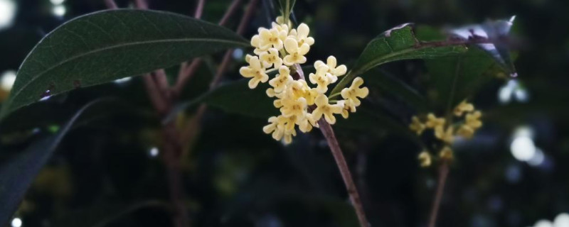 一朵桂花有几个花蕊（桂花有几根花蕊）