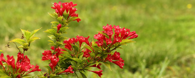 花叶锦带冬天落叶吗 花叶锦带怎么过冬