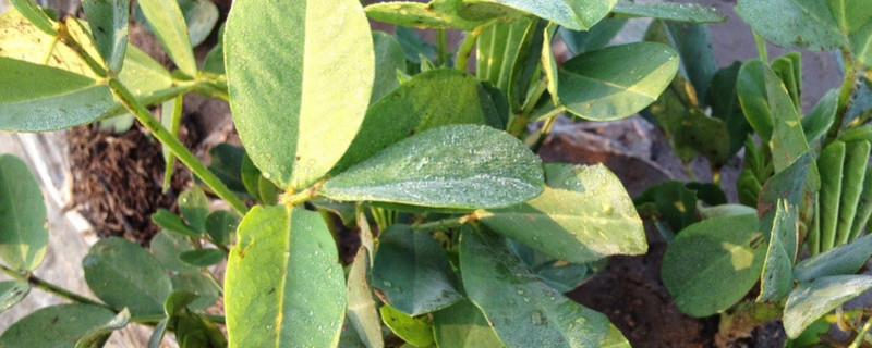 7月份还能种花生吗 七月份还能种花生吗