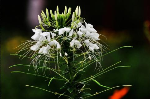 醉蝶花花语和寓意