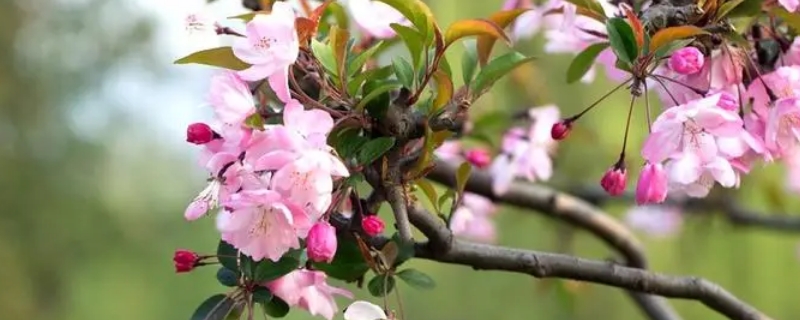 海棠花花语象征与寓意（海棠花的寓义）