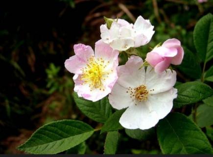 怎样使刺梨花多果大 刺梨子的花