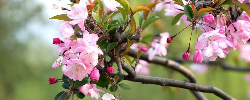 海棠花是什么颜色的 海棠花是什么颜色的花