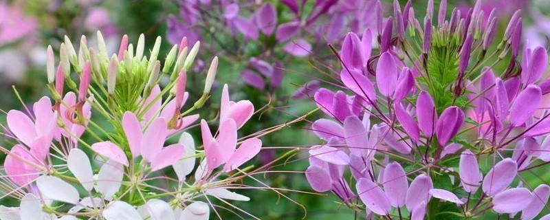 醉蝶花花语和寓意 醉蝴蝶花语是什么