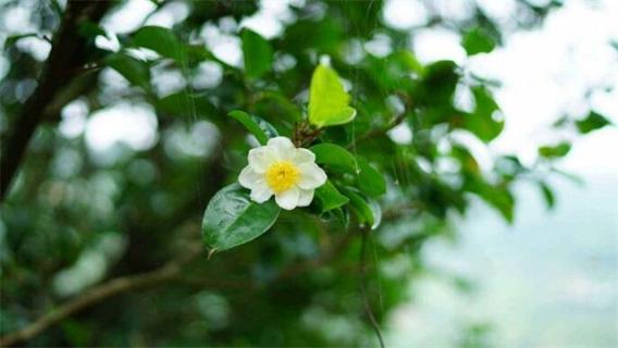 茶树花怎么养殖（茶树花怎么养殖在室内）