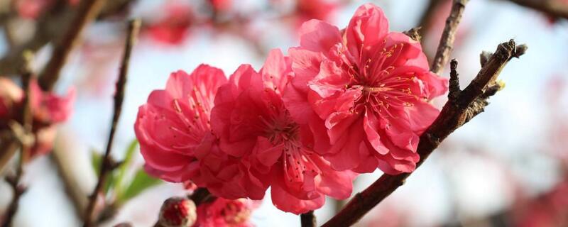 木棉花花语 木棉花花语是什么