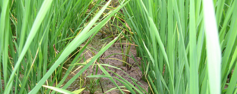 野荸荠用什么药打（水稻田野荸荠用什么药除掉）