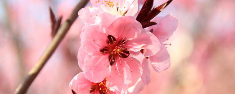 桃花象征什么精神（桃花的精神特点）