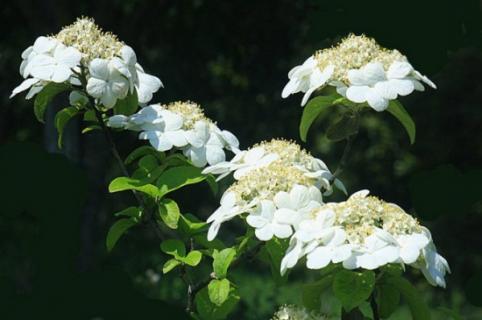 琼花怎么施肥，春秋追施稀薄有机肥 琼花栽培技术