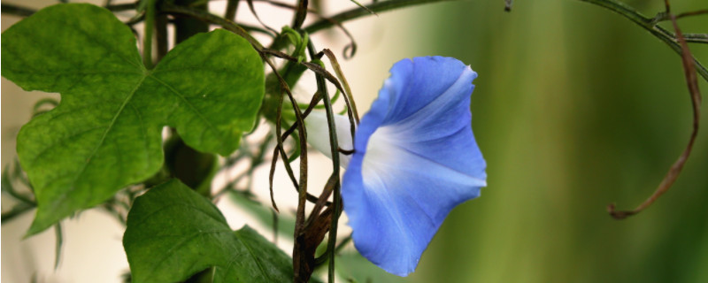 牵牛花有哪些特点