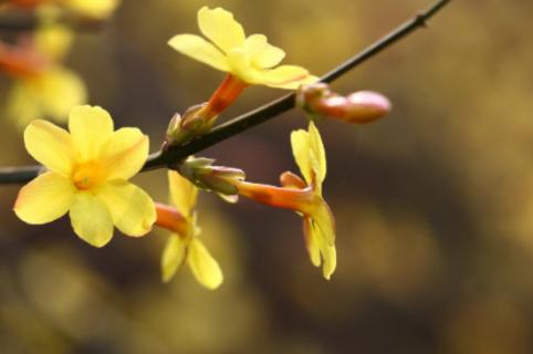 迎春花花语和寓意