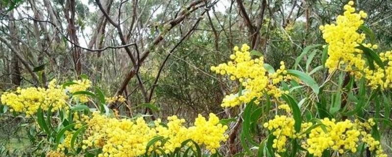 金合欢的花语和寓意（合欢花的花语和象征意义）