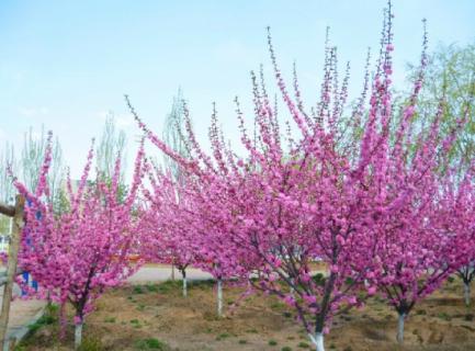 榆叶梅花语：春光明媚,花团锦簇和欣欣向荣